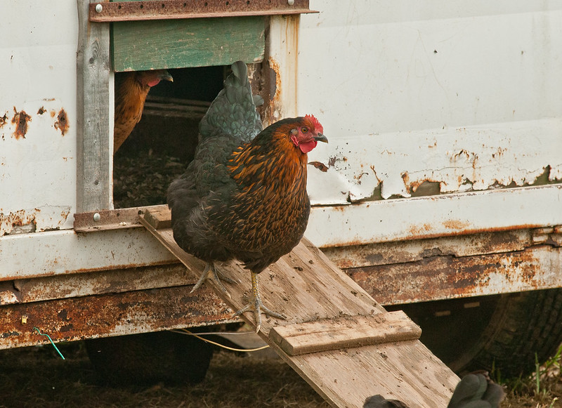 A hen exits a coop