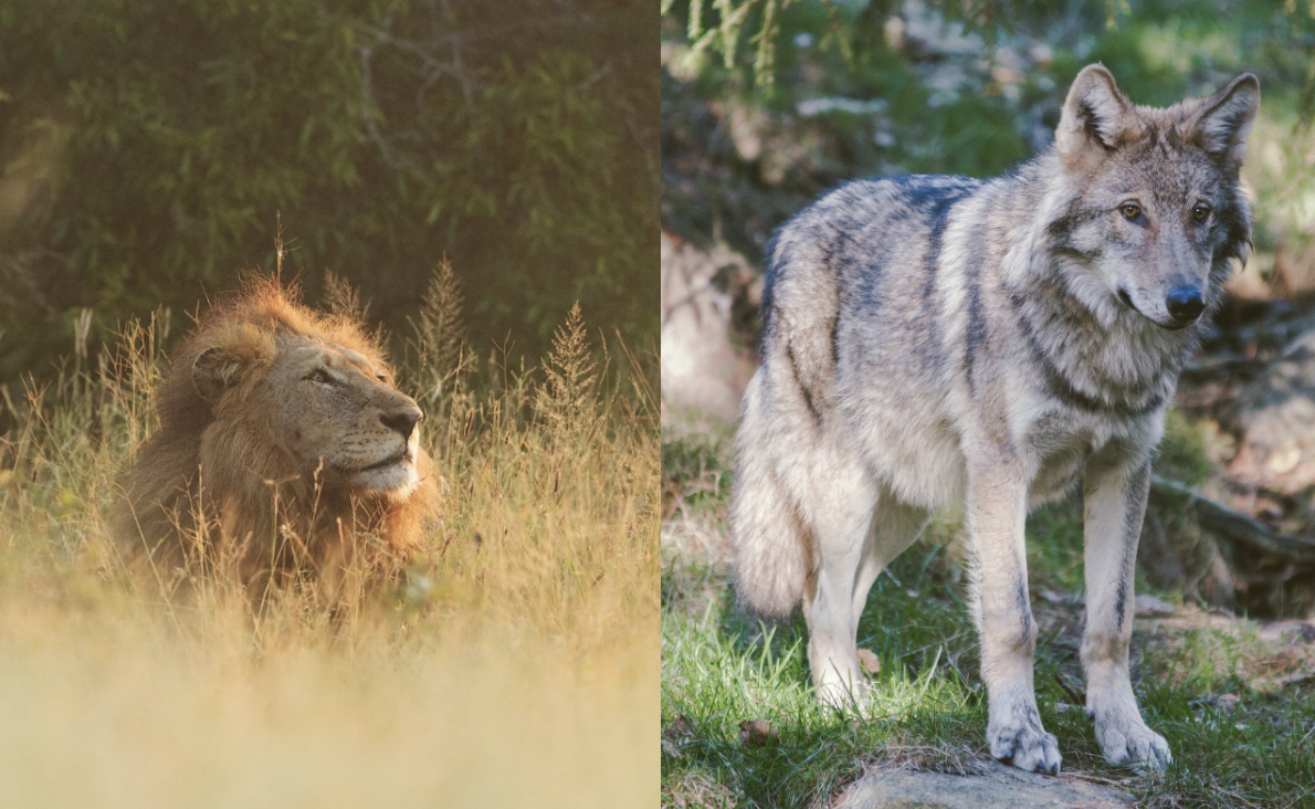 A lion lounges among tall grasses (left) and a wolf stands in the forest (right)