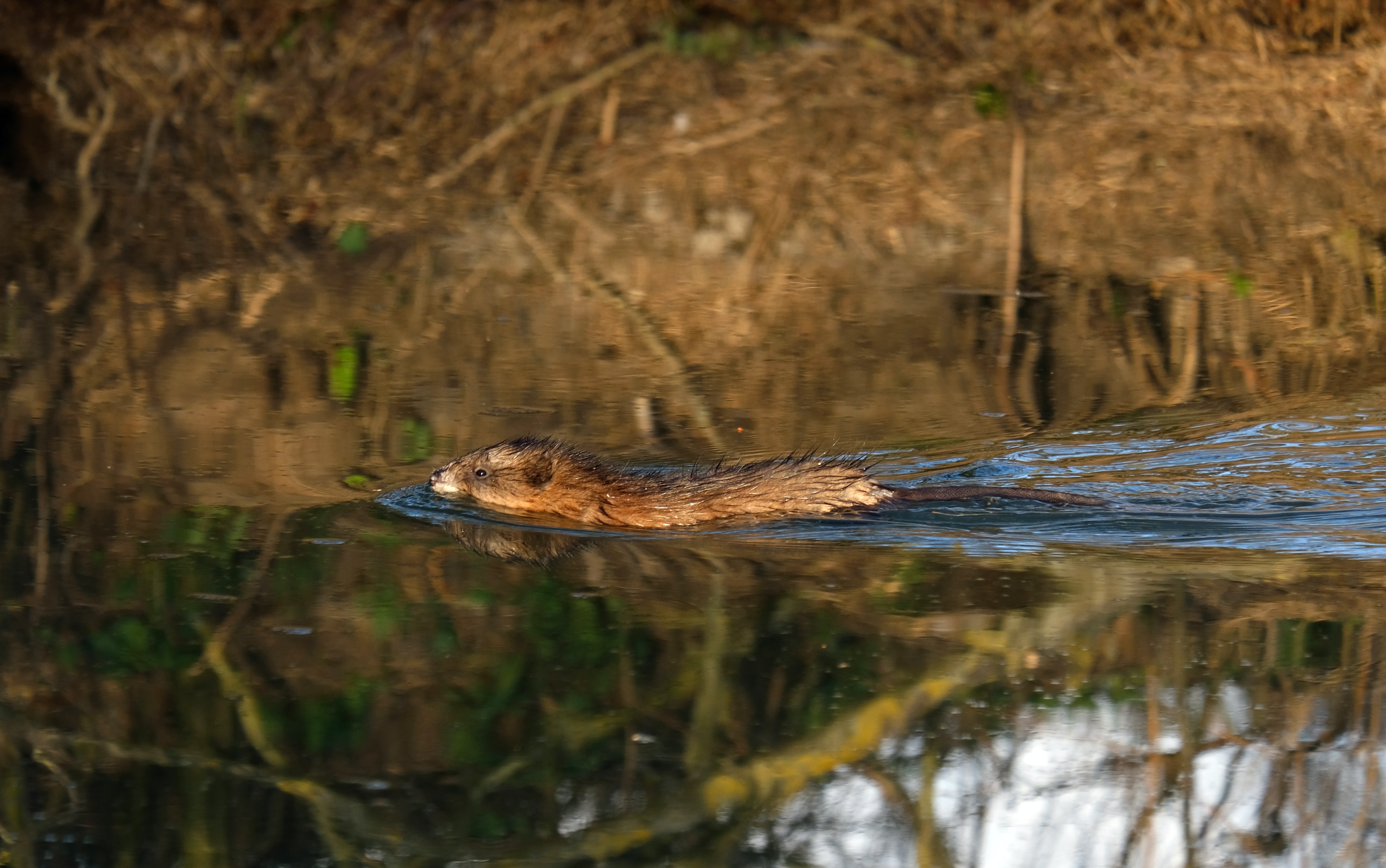 A muskrat swimming at the surface of calm water creates a wake, as the nearby autumnal shoreline reflects on the surface 