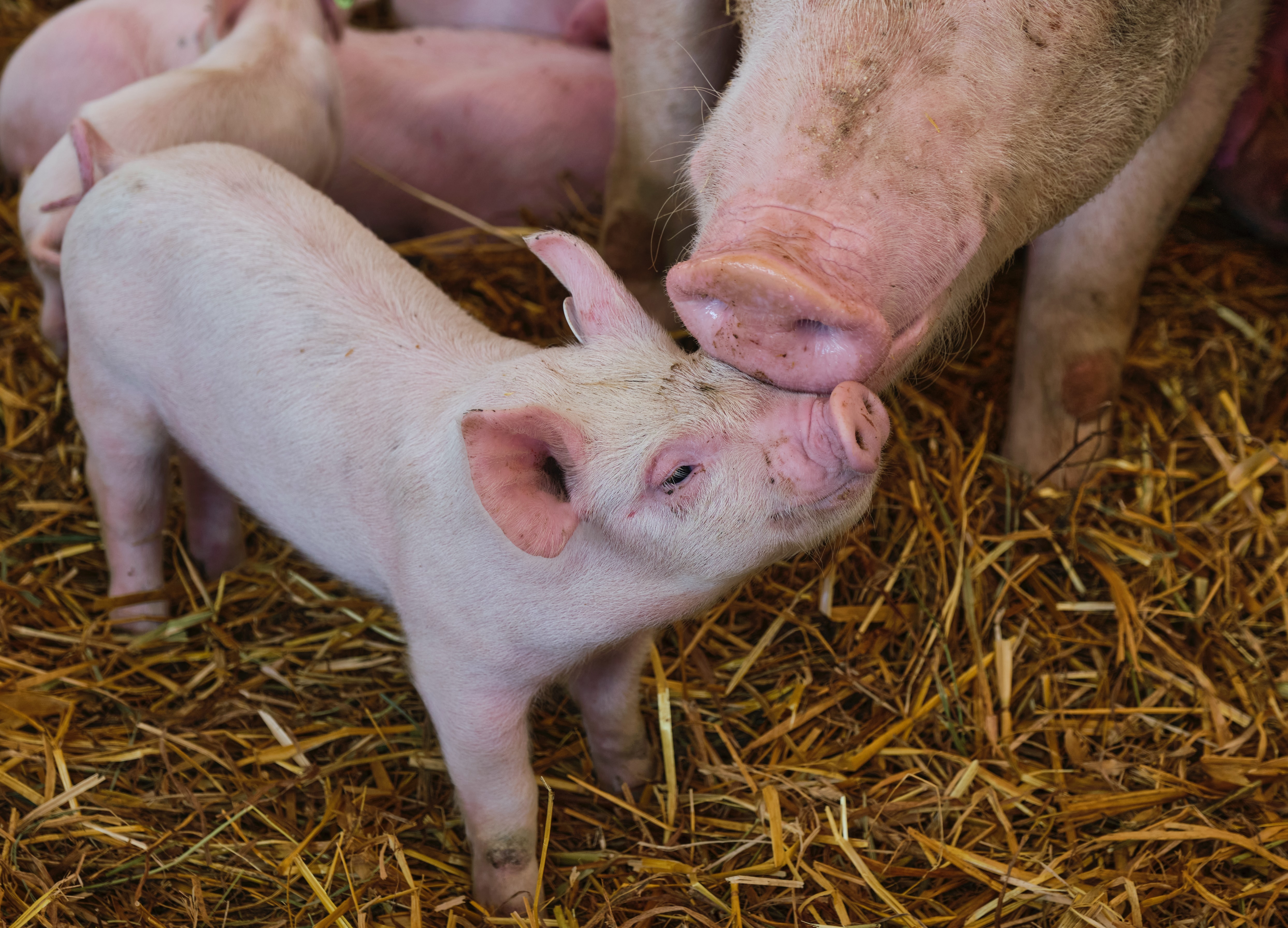 A presumed mother pig nuzzles a young pig&#039;s head with her snout.