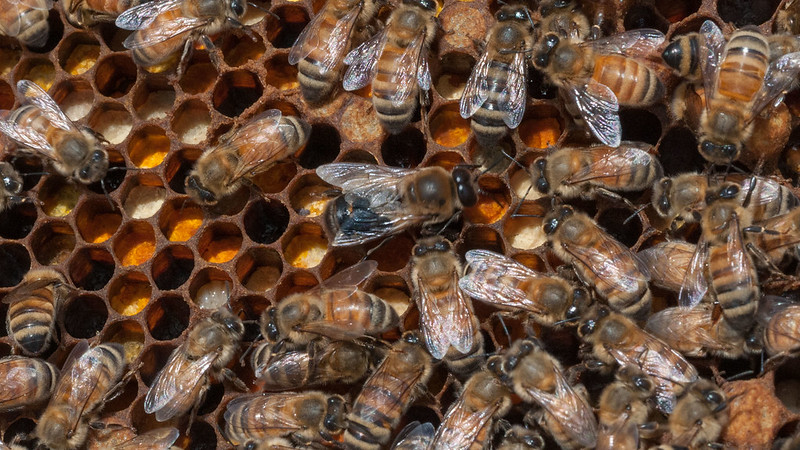 A queen bee surrounded by worker bees on a hive