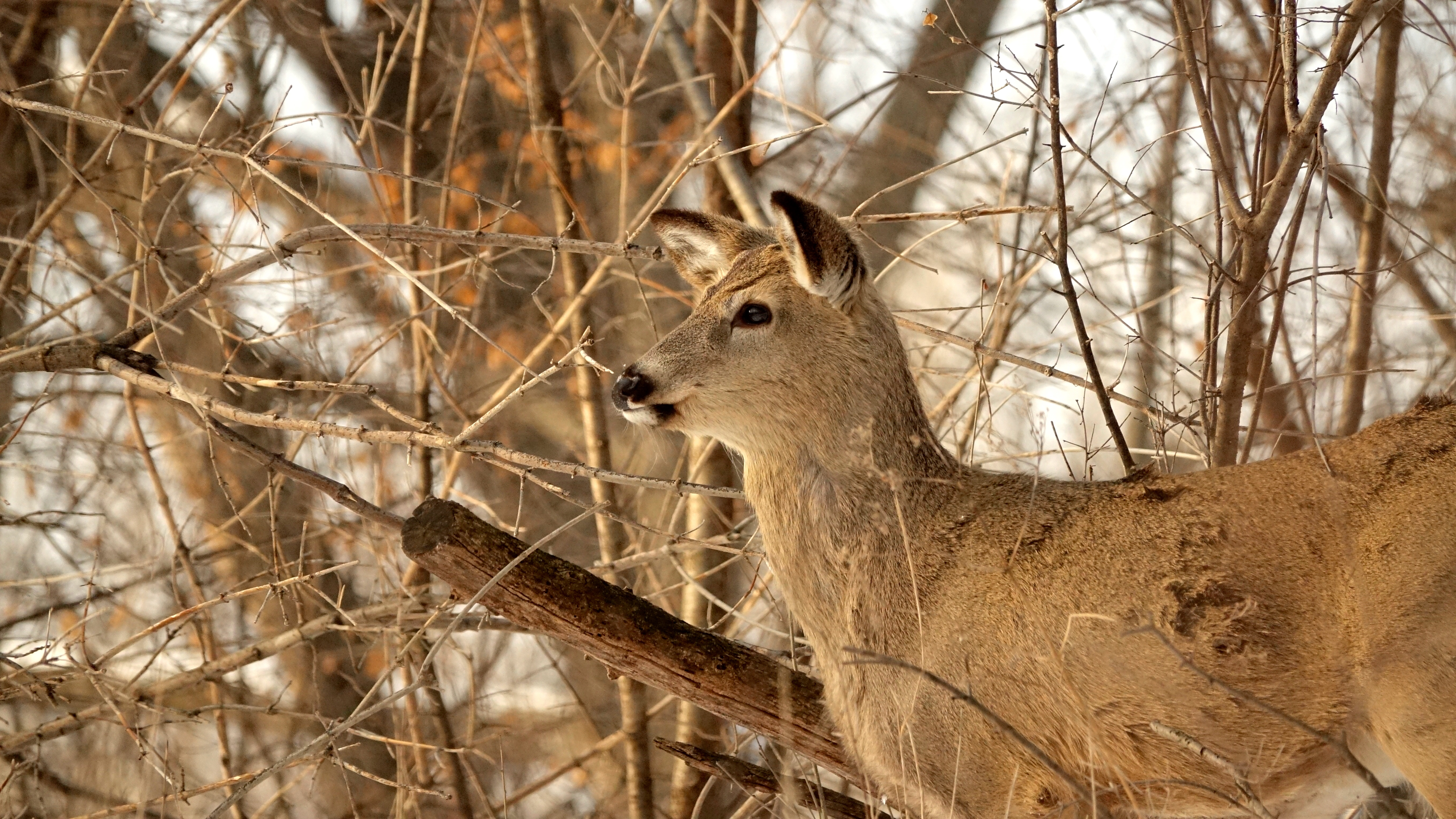 A white-tailed deer with matted fur stares at something off camera amid a wooded backdrop 