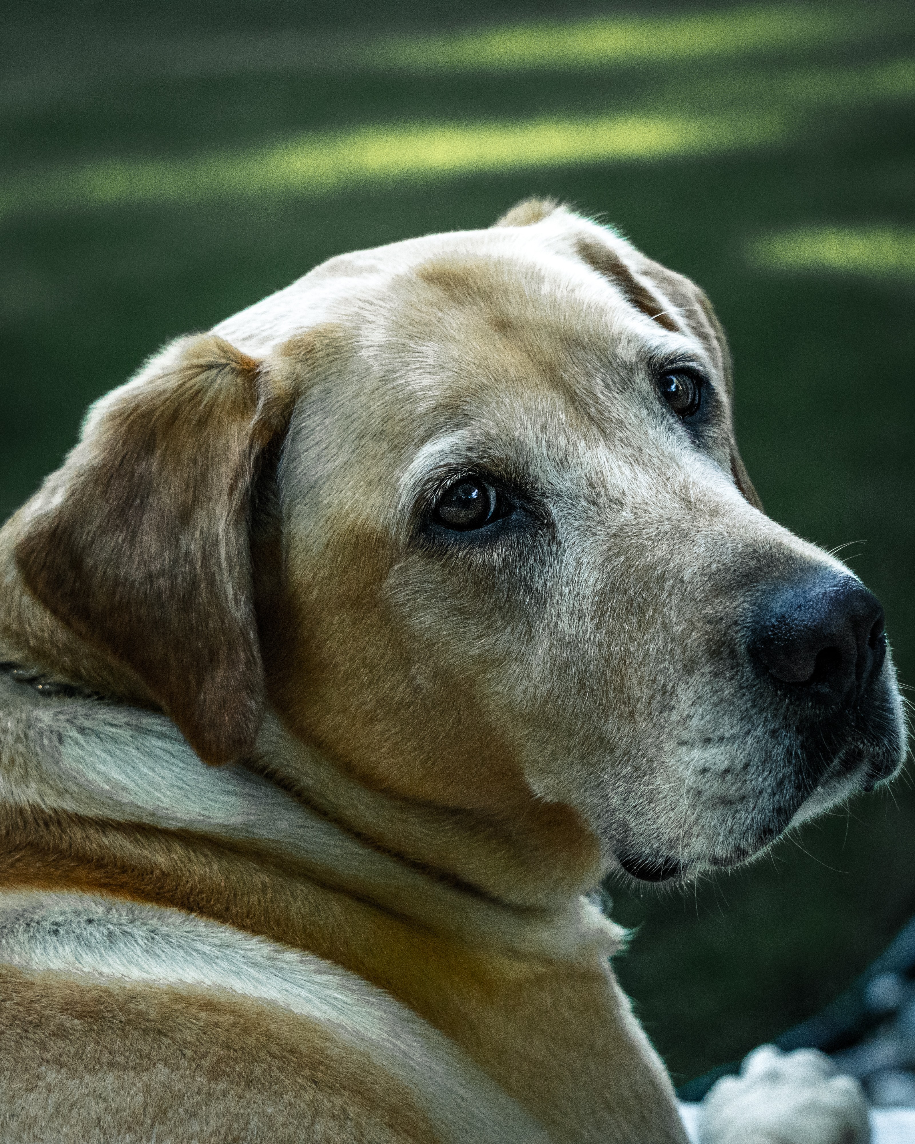 An older yellow lab looks over its shoulder at the camera.
