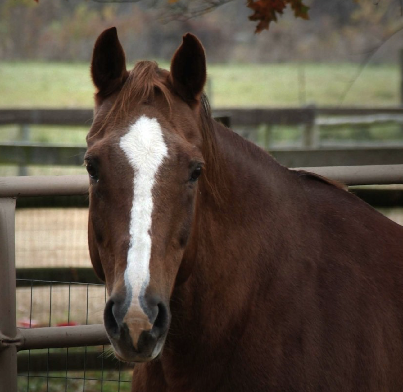 Brown horse with white stripe on its nose looks at the camera.