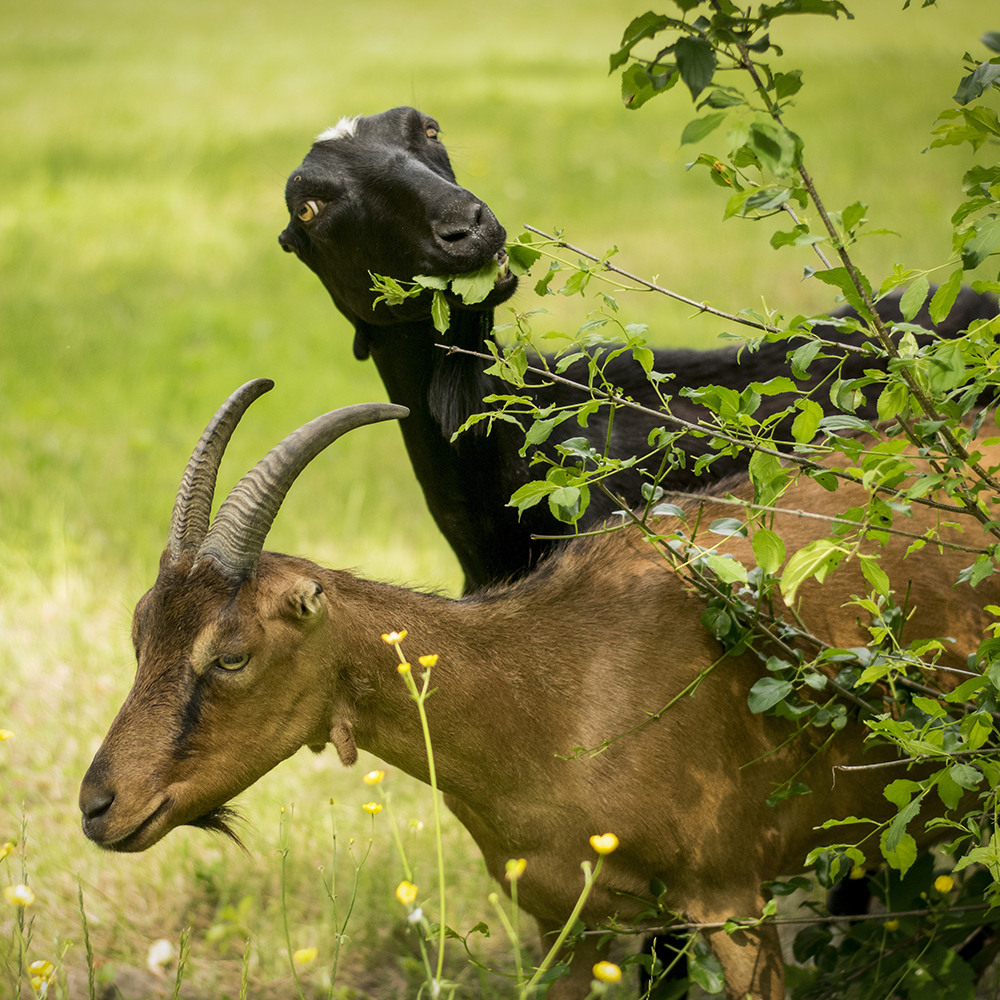Goats grazing on buckthorn