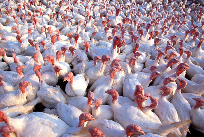 Turkeys being raised on a turkey farm