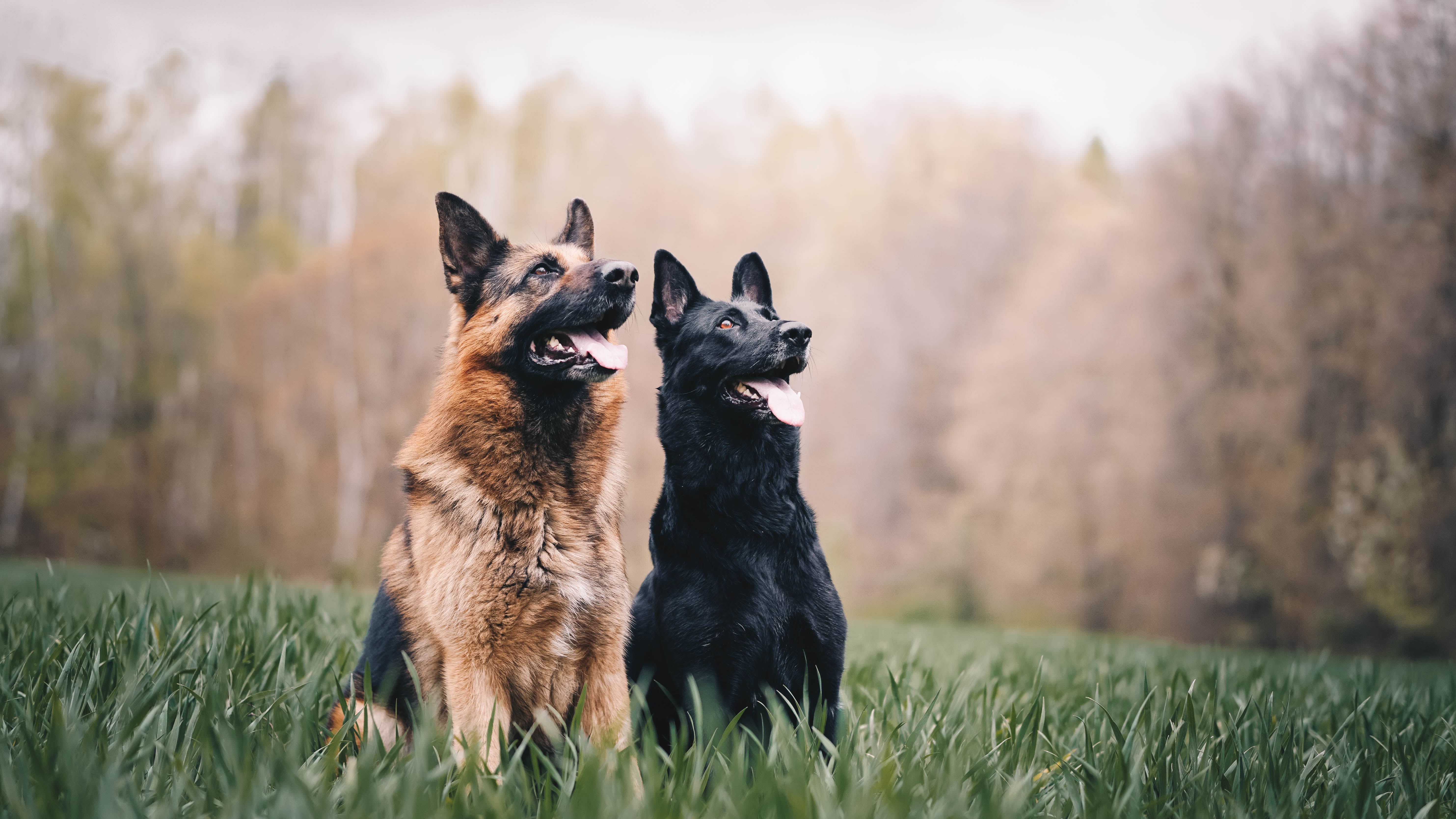 Two German shepherds are profiled sitting in the grass of a sunlit field with a surrounding wood and looking at the same unseen point off-camera.