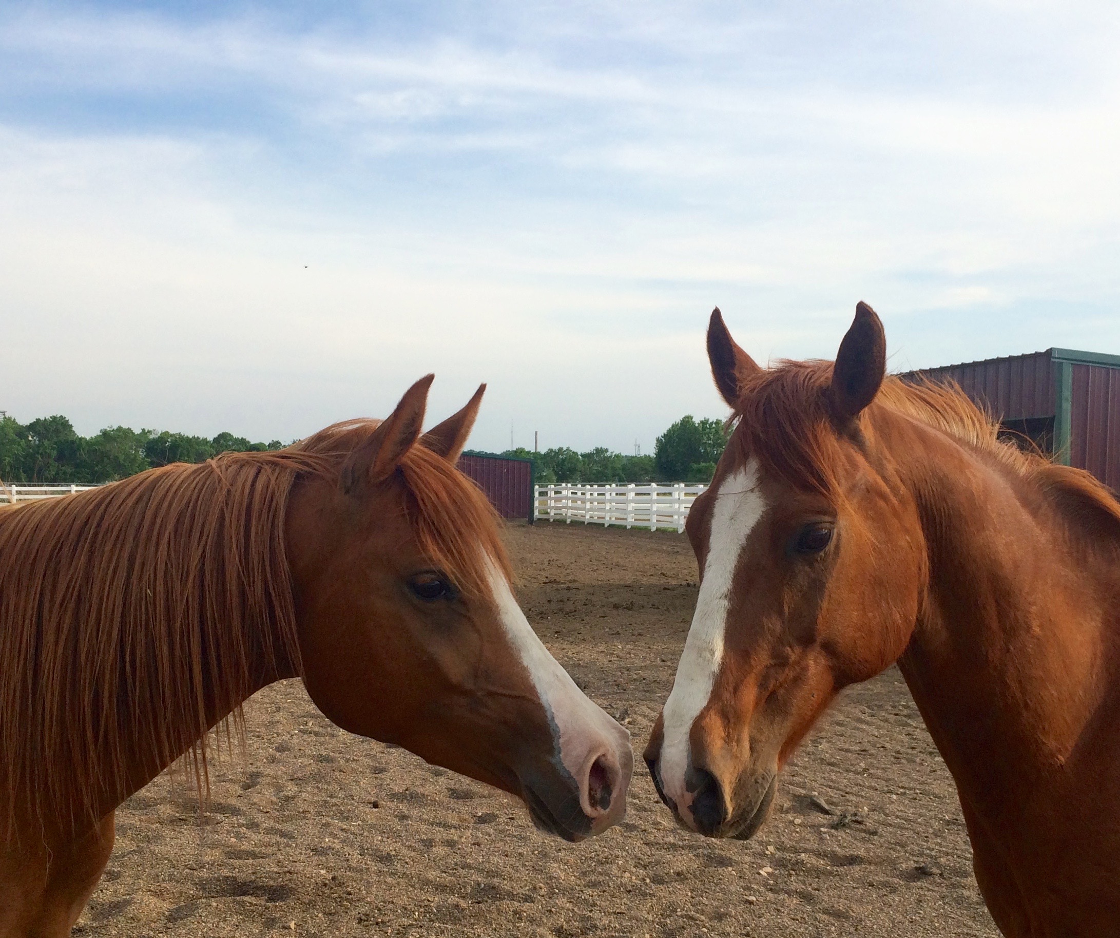Two horses stand nose-to-nose in an outdoor pasture setting 