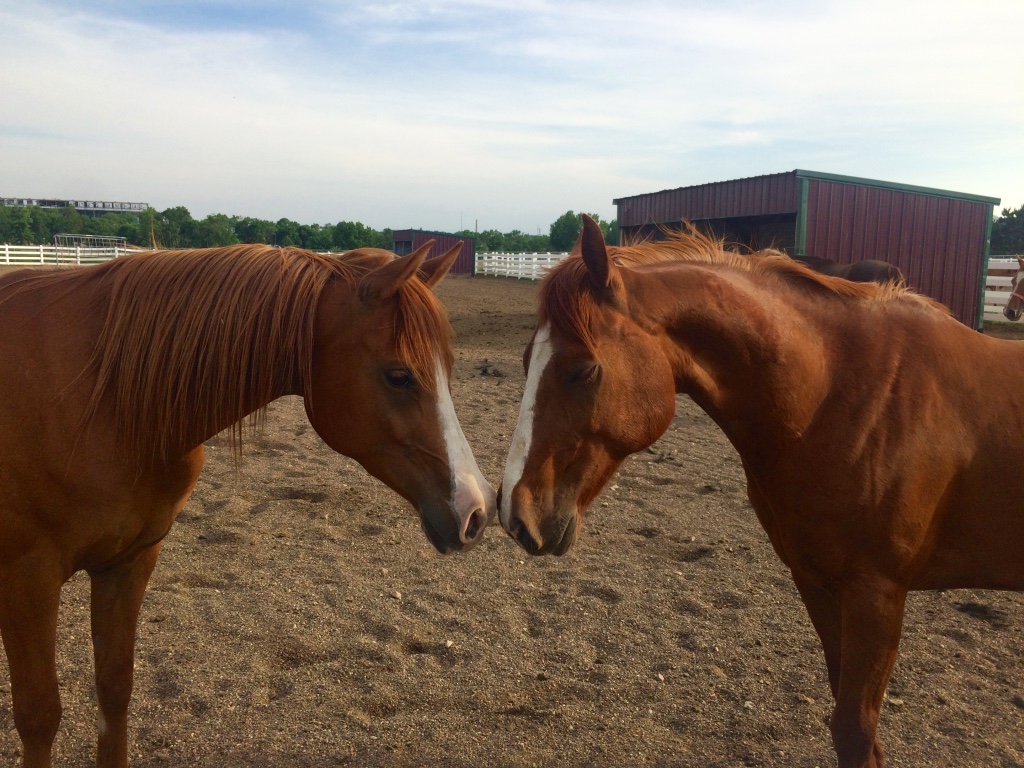 Two horses touch noses in a pen