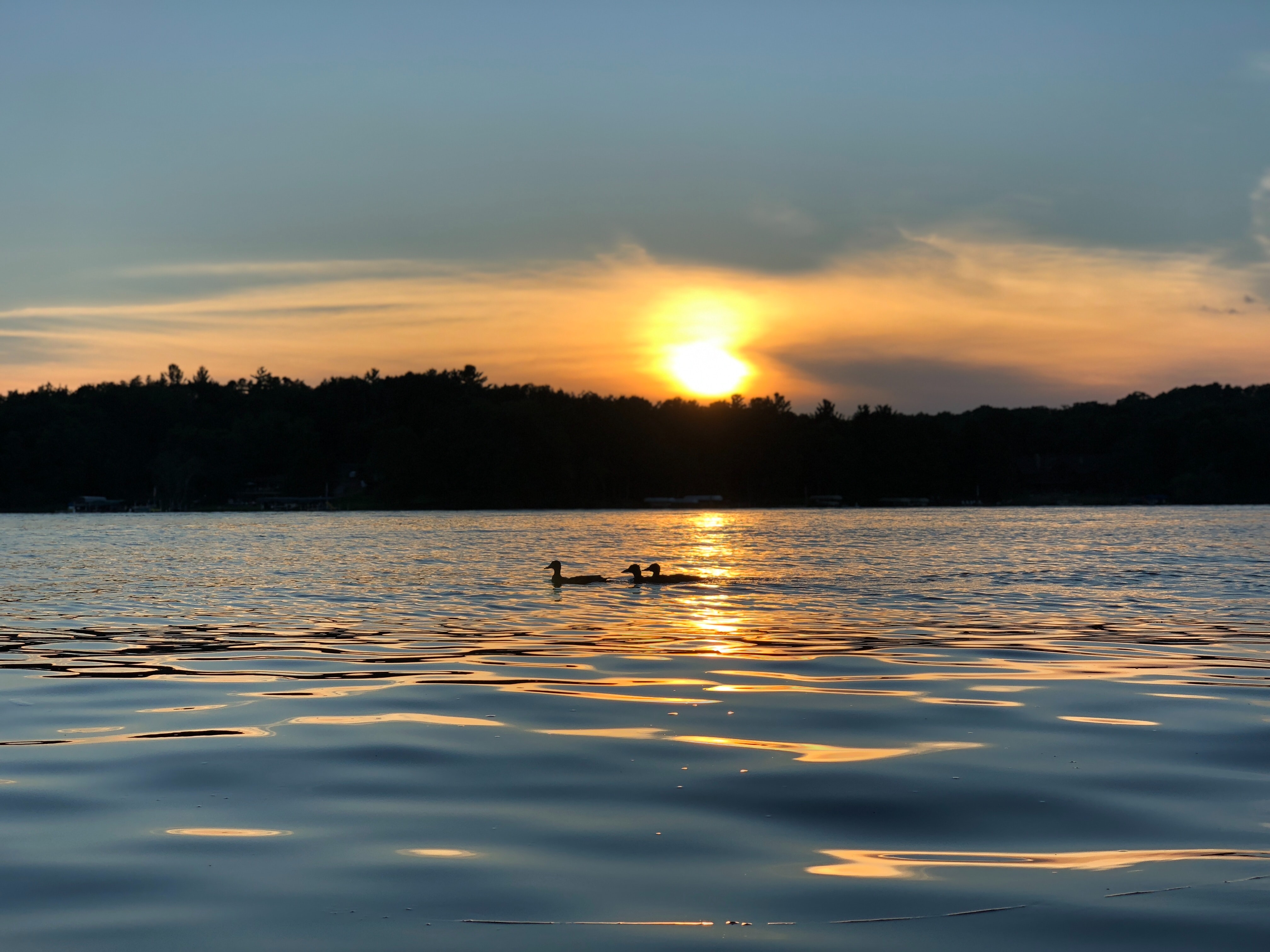 Two loons float along on a Minnesota lake at sunset
