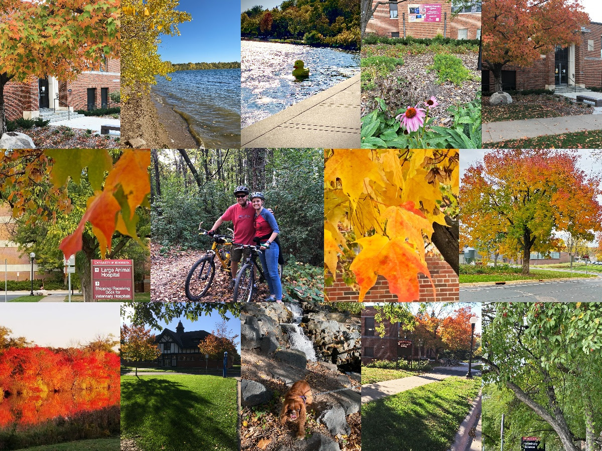 autumn photo collage