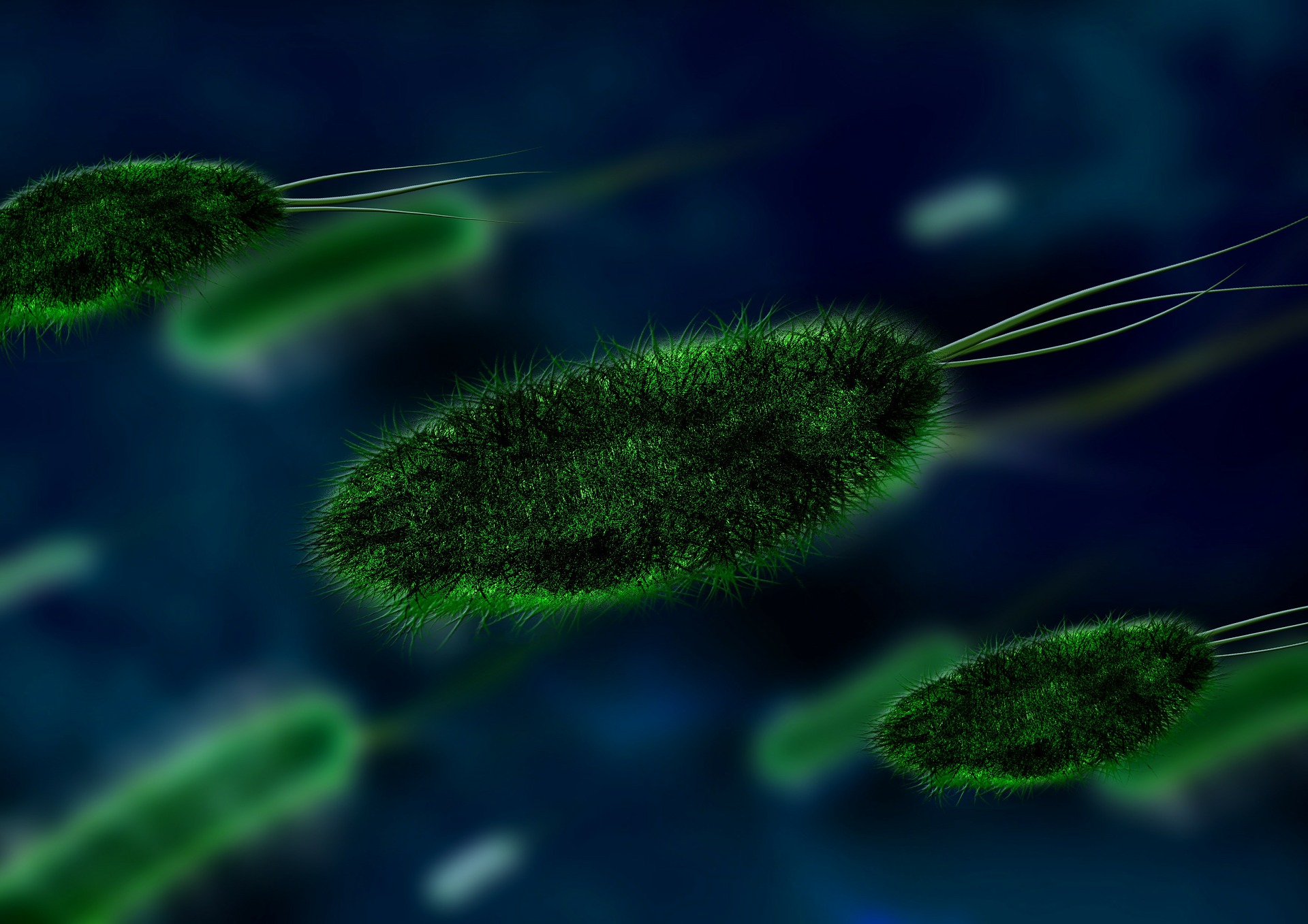 ecoli bacteria