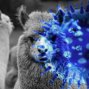 llama with covid-19 graphic