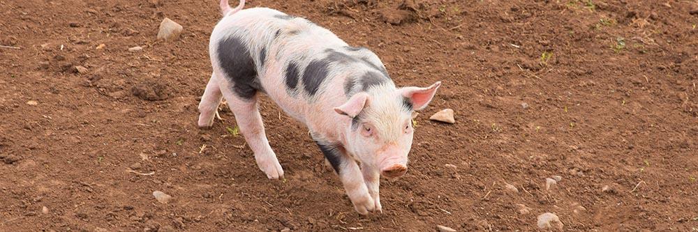 black and white spotted pig in a dirt field