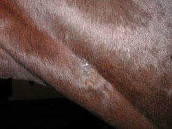 Horses neck with minimal scarring