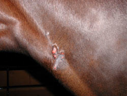 Horses neck with open, red sarcoid