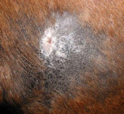Horse's shoulder showing healing wound