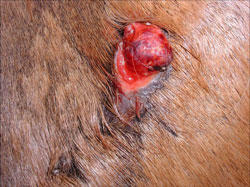 Horse's shoulder with bloody, red sarcoid