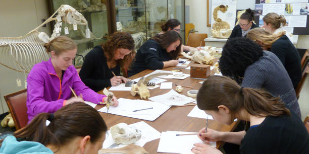 A group of students at a table in the Anatomy museum, sketching on paper