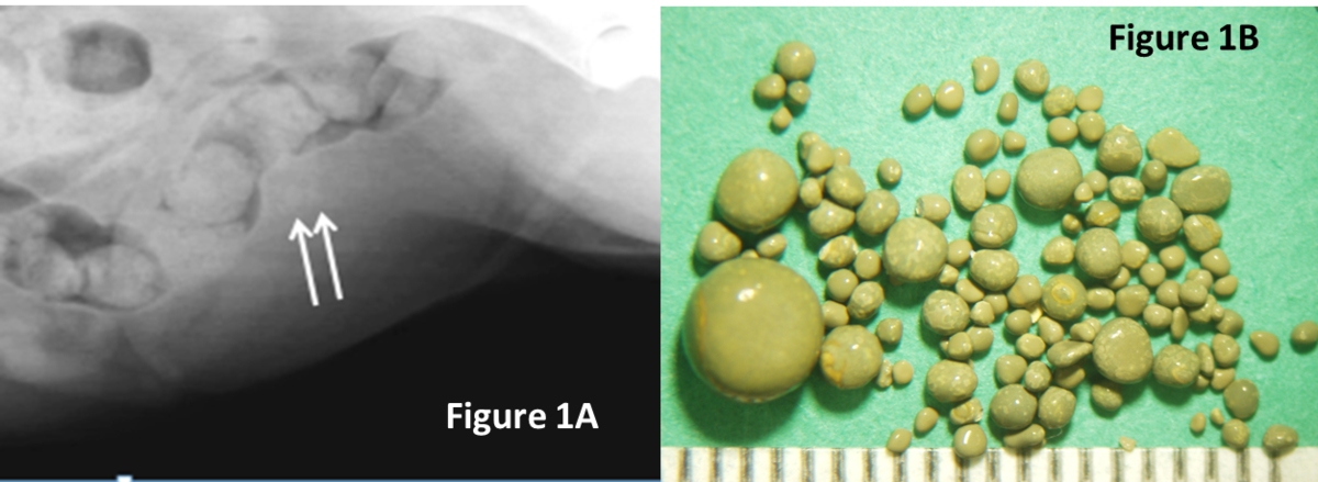 radiograph of a dog with ammonium urate uroliths and a close up image of the uroliths