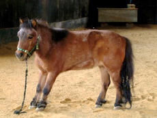 laminitic pony