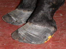 hooves displaying laminitis