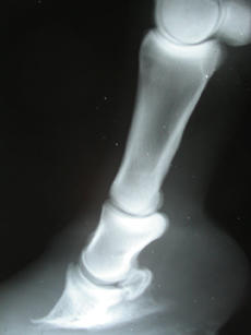 x-ray of a horse's hoof and leg showing laminitis