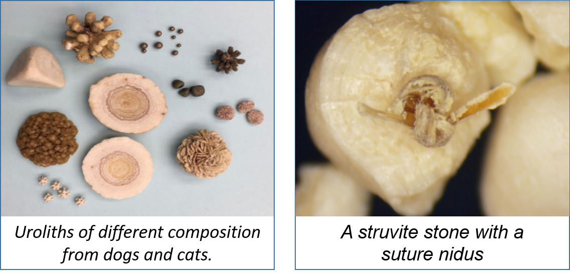 uroliths of different composition from dogs and cats next to a struvite stone with a suture nidus
