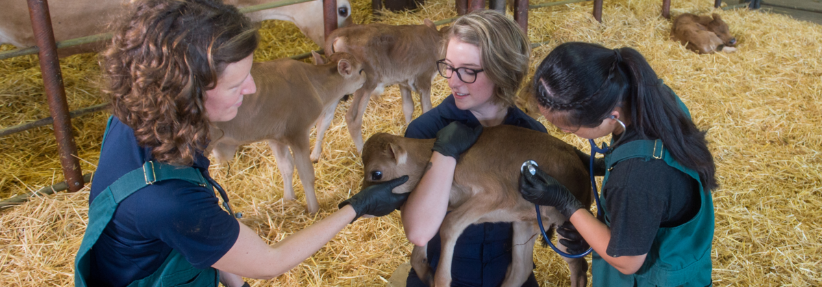 Two veterinarians examining a calf while another holds it