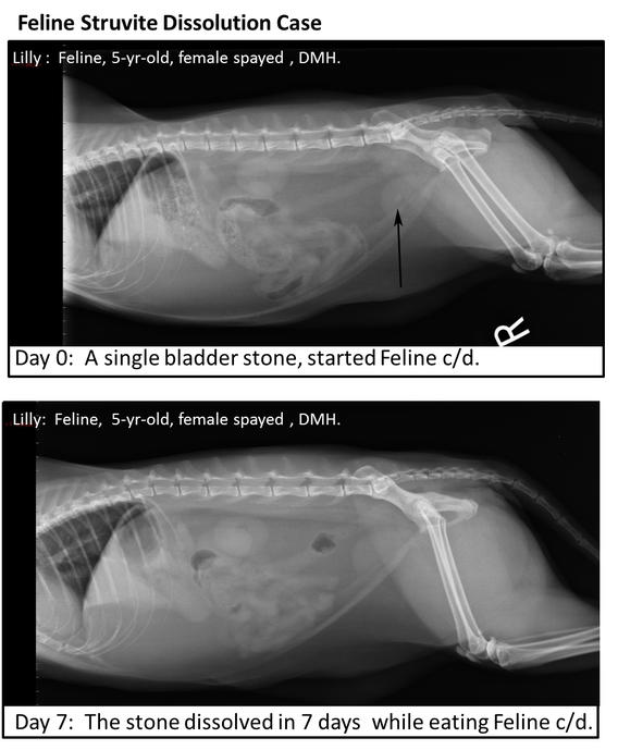 radiographs at day 0 revealing one bladder stone and day 7 after eating Feline c/d diet, with no bladder stones