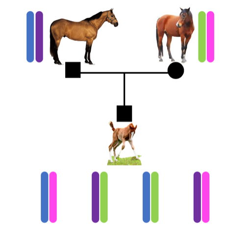 Figure 2: Genetic glossary