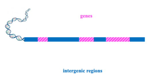 Figure 3. Genetic Glossary