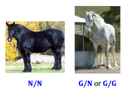 Figure 4: Genetic glossary