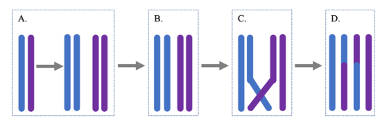 Figure 5. Genetic Glossary