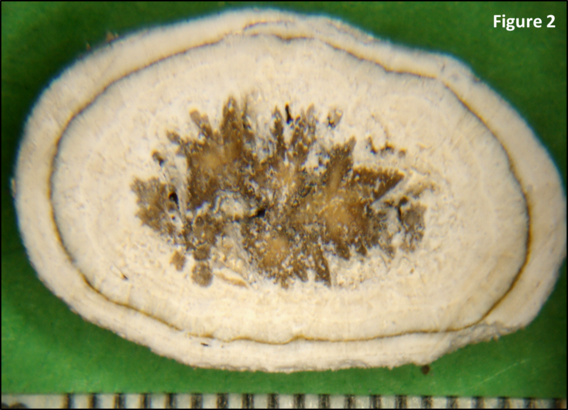cutaway of a urolith showing the different layers of growth