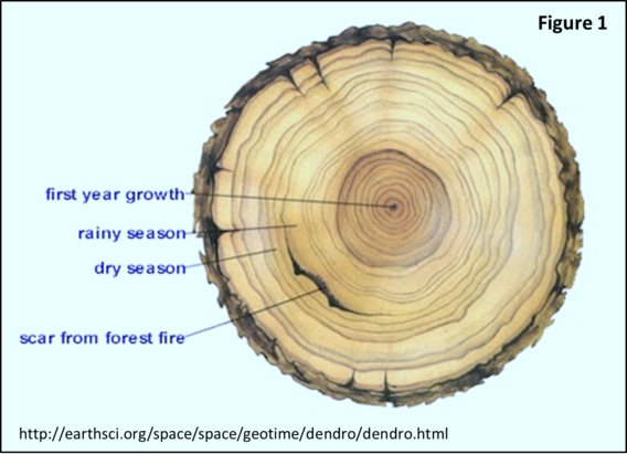 growth rings of a tree diagram, showing first year growth, rainy season and dry season growth and a scar from a forest fire