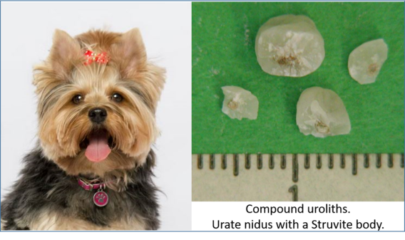 a yorkie dog and compound uroliths. Urate nidus with a struvite body
