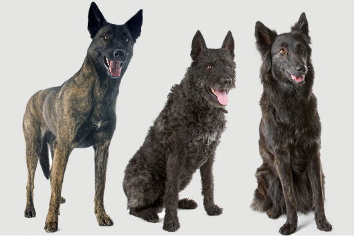 three Dutch shepherd dogs