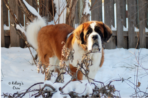 Saint Bernard dog in a snowy yard