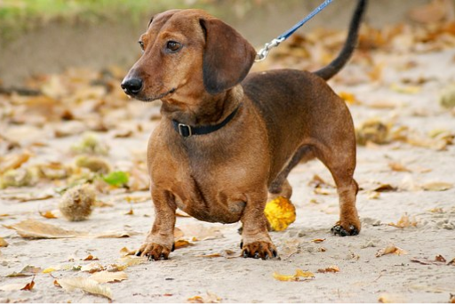 a dachshund dog staring into the distance
