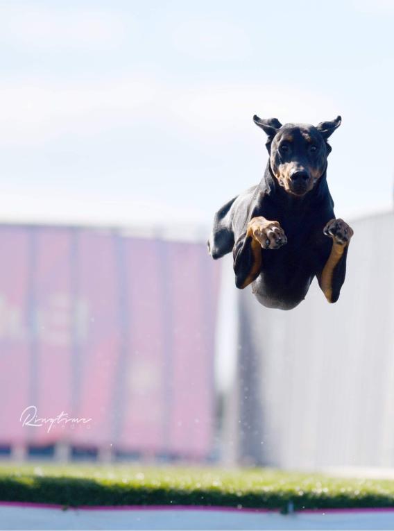 Doberman in mid-jump over grass, facing camera, with buildings in the background