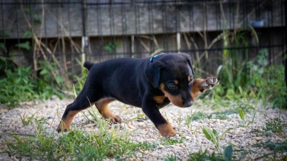 doberman puppy playing in a patch of gravel and grass