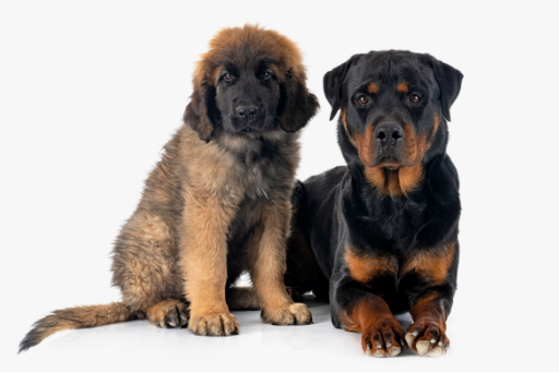A Leonberger and a rottweiler sitting next to each other