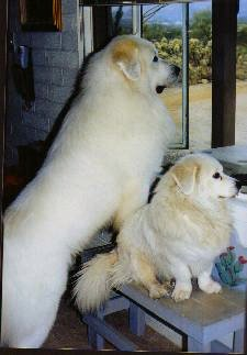 Great Pyrenees Normal-sized and dwarf
