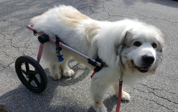 NDG affected Great Pyrenees with wheelchair