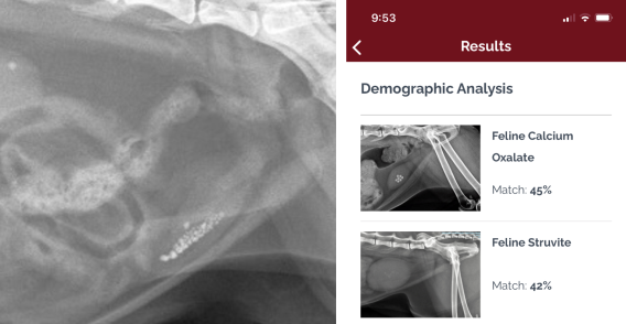 comparison of patient radiograph with app