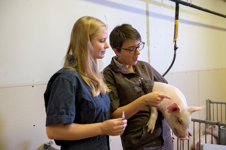 One researcher is holding a piglet while the other is holding a syringe