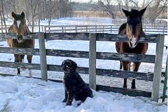 Two horses in a paddock with a dog standing in-between them.