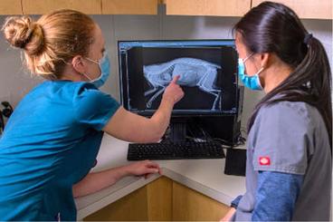 students reviewing xray image of animal