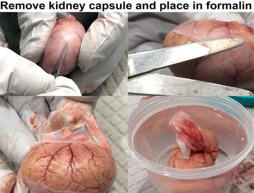 feline kidney and capsule removal